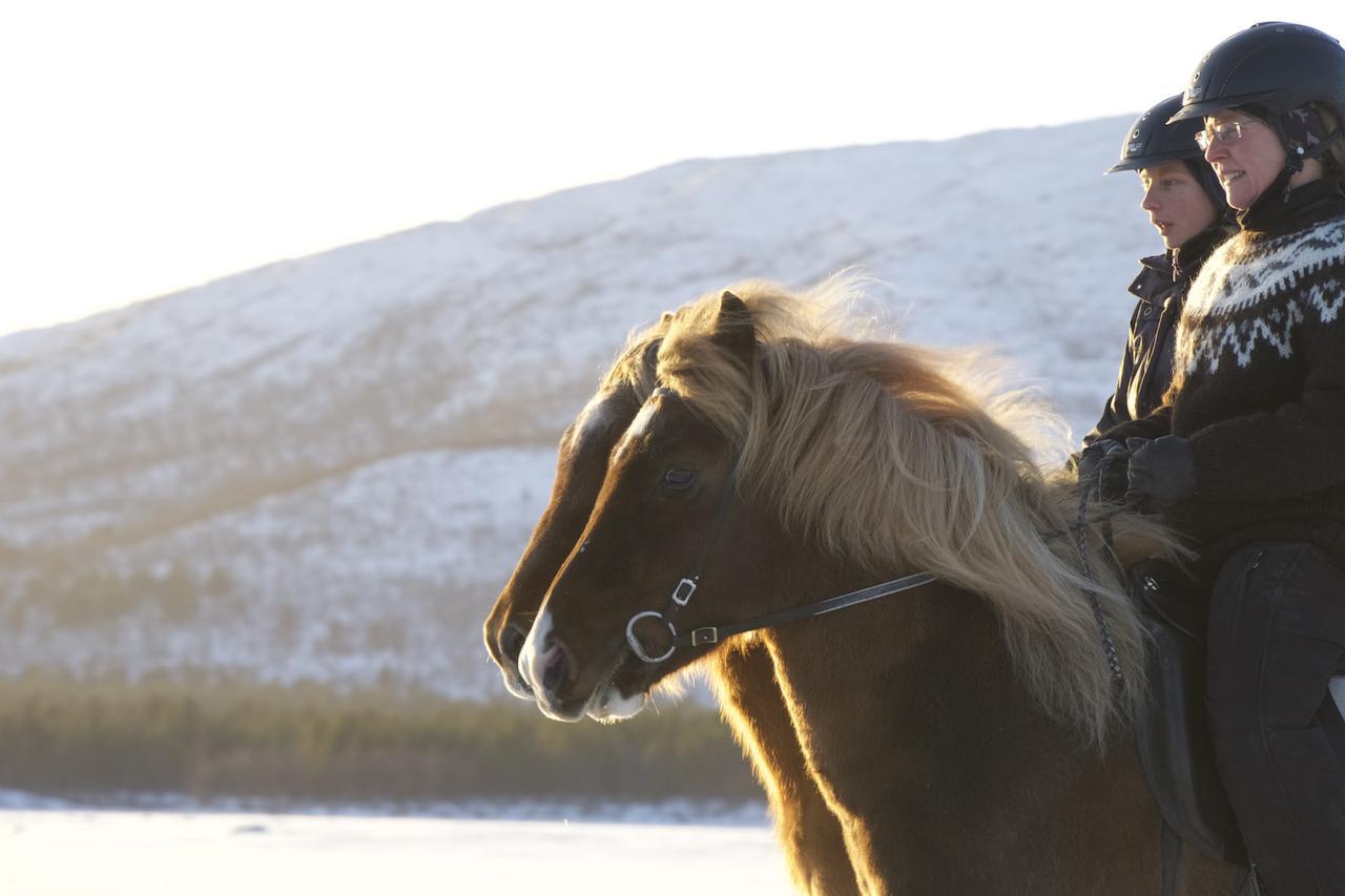 Ofelas Islandshaestar & Guideservice Kiruna Extérieur photo