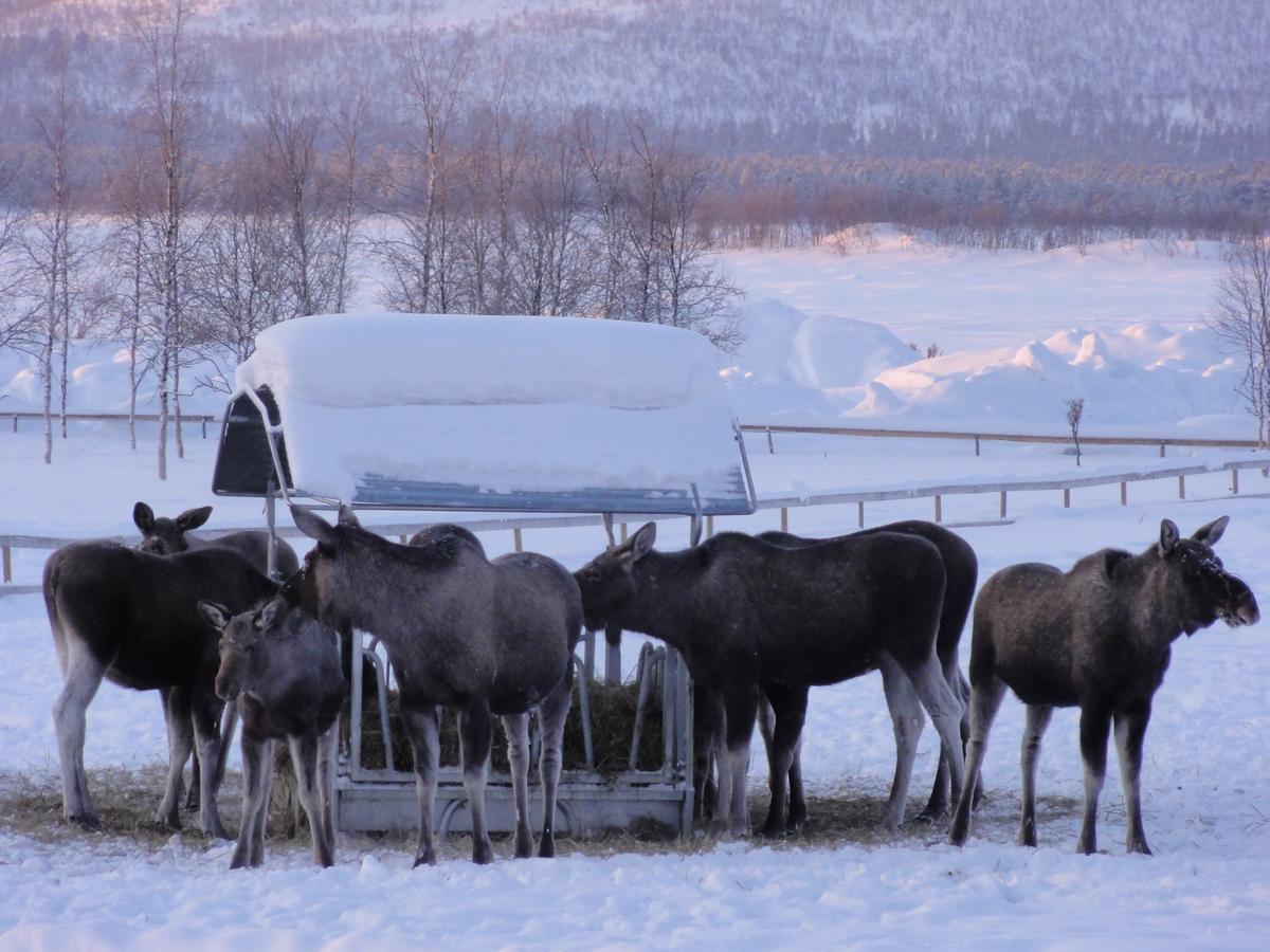 Ofelas Islandshaestar & Guideservice Kiruna Extérieur photo