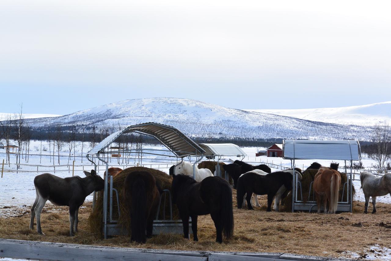 Ofelas Islandshaestar & Guideservice Kiruna Extérieur photo